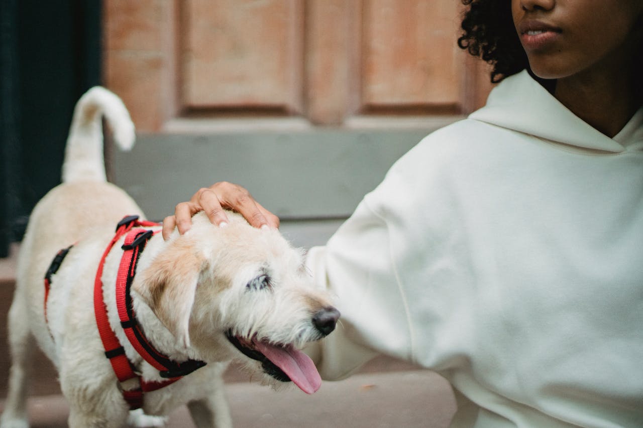 person petting dog
